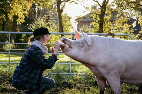 Osterbuhr und Schwein
