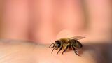 Biene auf Hand