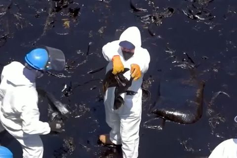 Tanker verliert Öl: Ölpest verseucht Küste von Peru – Vulkanausbruch von Tonga mögliche Ursache