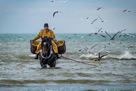 Fischer reitet durchs Meer, um ihn fliegen Möwen