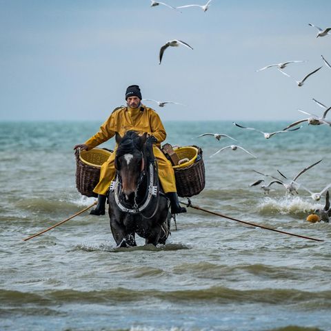 Fischer reitet durchs Meer, um ihn fliegen Möwen