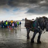 Im Vordergrund: ein Pferd mit Körben. Im Hintergrund: eine Gruppe Schüler