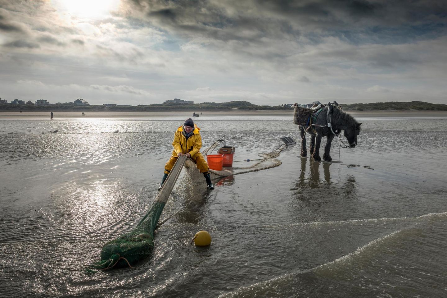 Ein Fischer zieht ein Netz gefüllt mit Garnelen durchs Watt