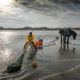 Ein Fischer zieht ein Netz gefüllt mit Garnelen durchs Watt