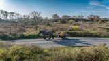 Pferd mit Zugwagen läuft auf einsamer Straße