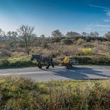 Pferd mit Zugwagen läuft auf einsamer Straße