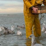 Ein Fischer umgeben von Möwen im flachen Wasser