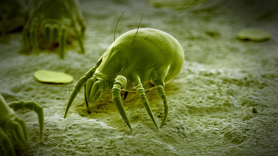Close-up of a house dust mite