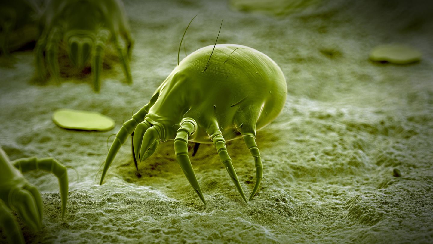 Combat mites: This is how the mattress becomes hygienically clean