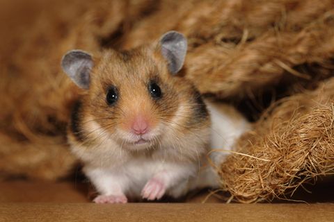 Hongkong lässt Goldhamster wie diesen hier töten aus Angst vor einer Corona-Übertragung