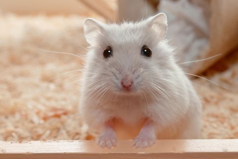 Hamster Coronavirus
