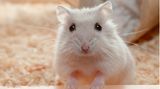 Hamster Coronavirus