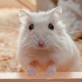 Hamster Coronavirus