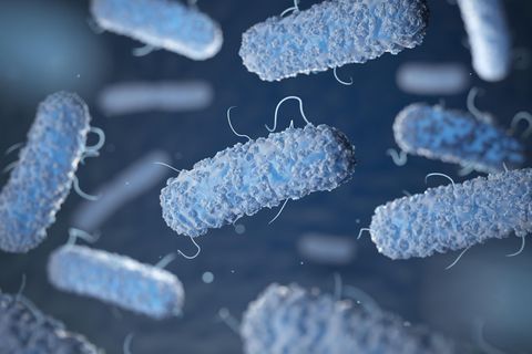 Escherichia coli Bakterien