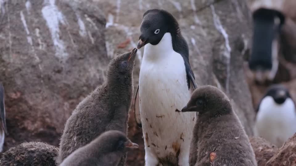 Pinguine in Zeiten des Klimawandels