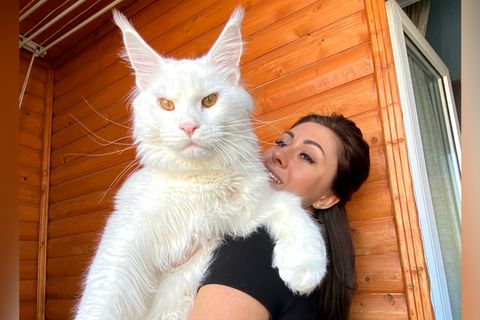 Katze XXL: Riesen-Kater "Kefir" sprengt alle Dimensionen