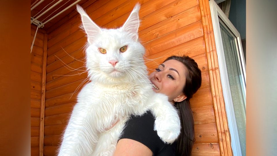 Katze XXL: Riesen-Kater "Kefir" sprengt alle Dimensionen