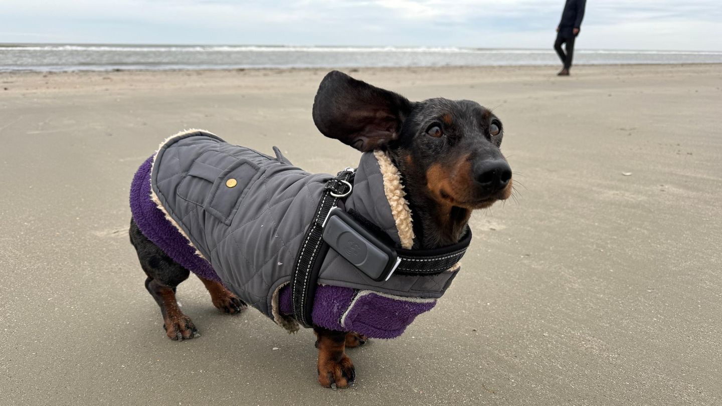 Ein Hund trägt einen Fleecemantel gegen Kälte