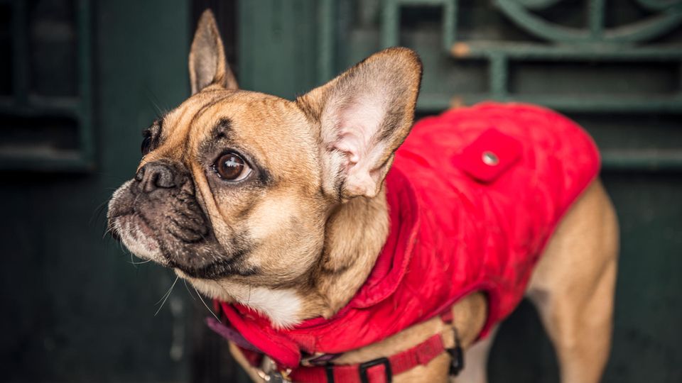 Ein Hund trägt einen Fleecemantel gegen Kälte