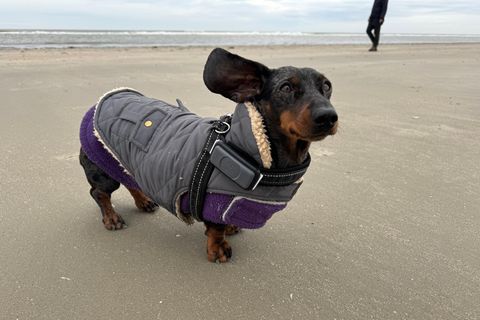 Ein Hund trägt einen Fleecemantel gegen Kälte