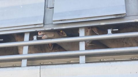 Reporterin berichtet von grausamen Tiertransporten zwischen Bulgarien und Türkei