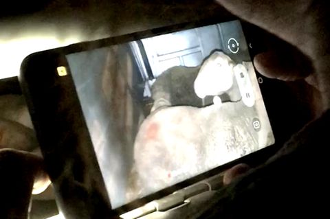 Reporterin berichtet von grausamen Tiertransporten zwischen Bulgarien und Türkei