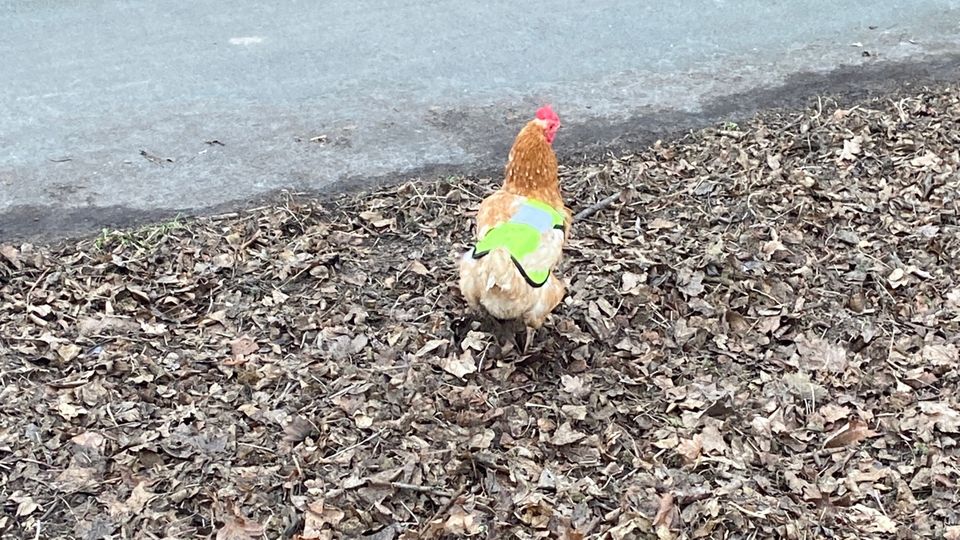 Ein Huhn mit einer Warnweste. Gleich mehrere Hühner dieser Art riefen in Rheinland-Pfalz die Polizei auf den Plan.