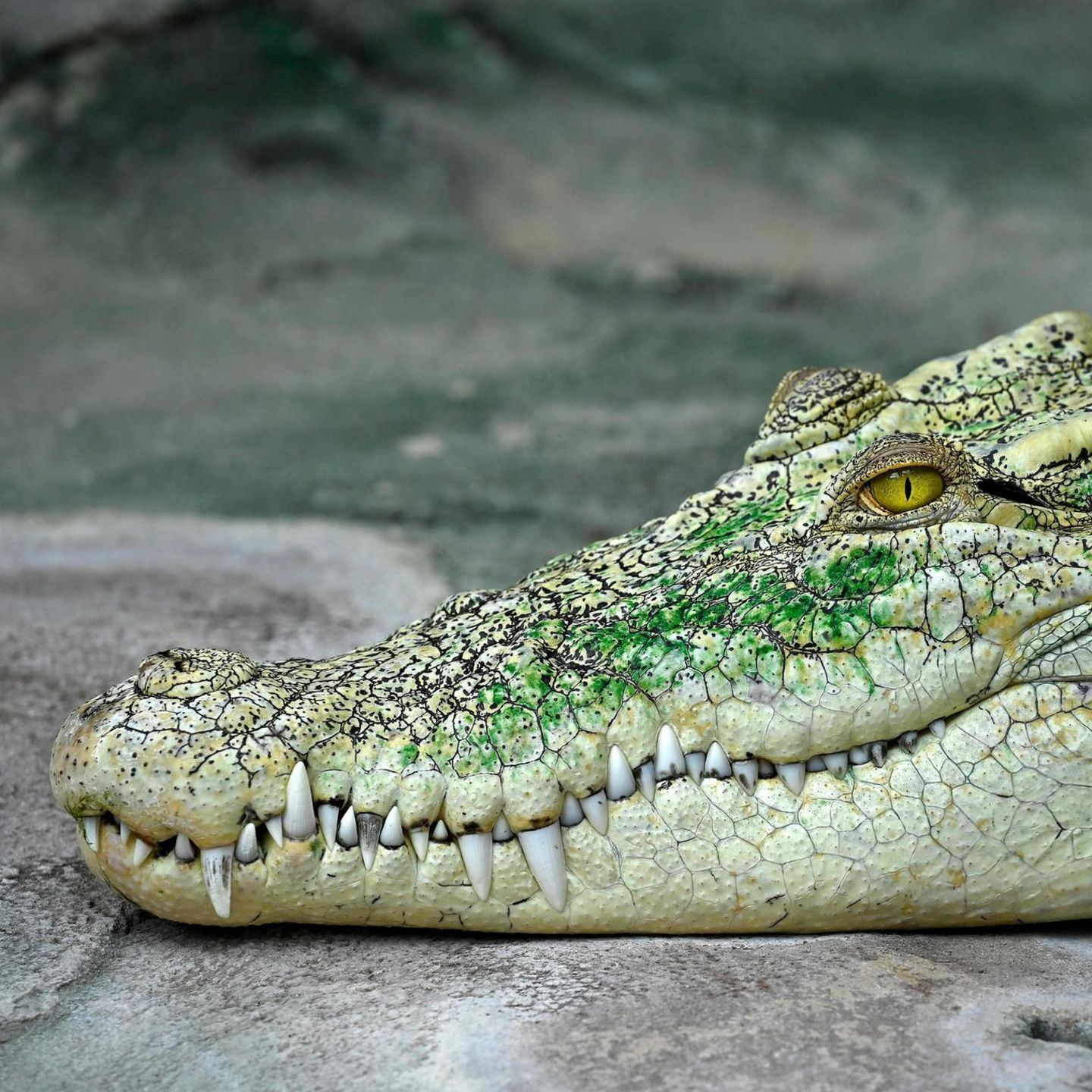 Unterschied Zwischen Krokodil Und Alligator