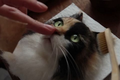 Video: Ein Katzenporträt in 3D
