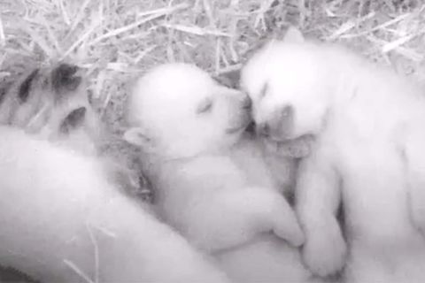 Nachwuchs im Zoo Rostock: Flauschig und verkuschelt: So geht es den Eisbär-Zwillingen aus Rostock