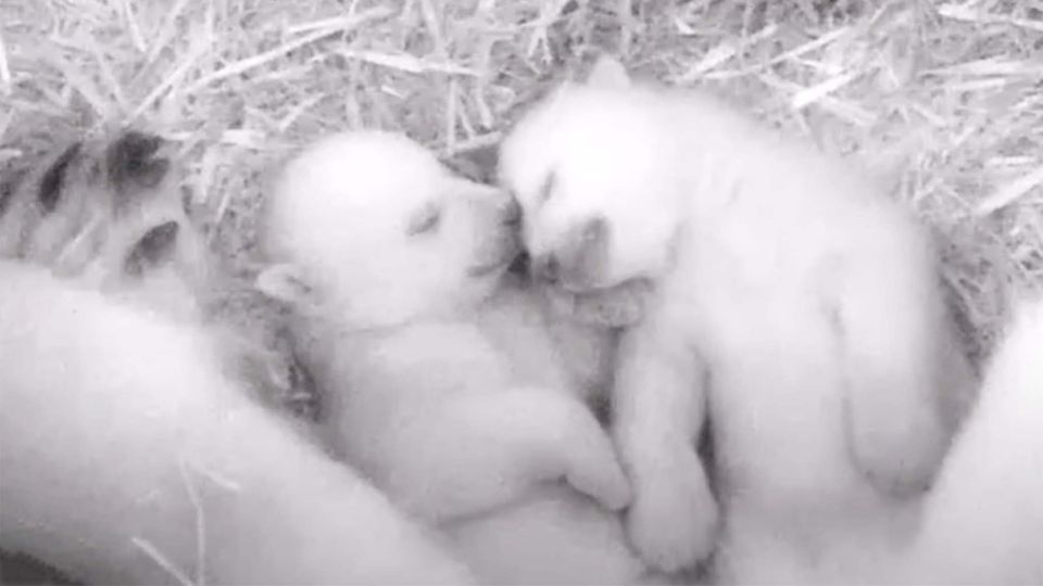 Nachwuchs im Zoo Rostock: Flauschig und verkuschelt: So geht es den Eisbär-Zwillingen aus Rostock Nachwuchs im Zoo Rostock: Flauschig und verkuschelt: So geht es den Eisbär-Zwillingen aus Rostock