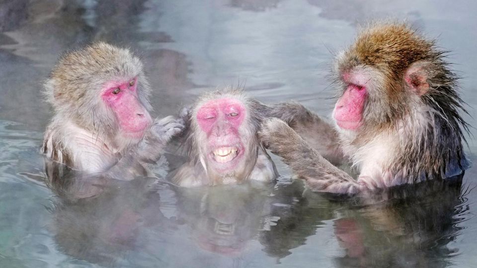 Drei Japanmakaken genießen ein heißes Bad (Symbolbild)