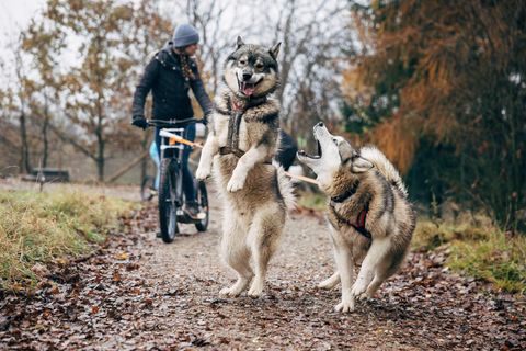 Dogscooting