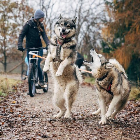 Dogscooting