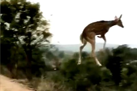 Tiervideo: Fliegendes Reh sorgt mit Riesen-Sprung für Begeisterung
