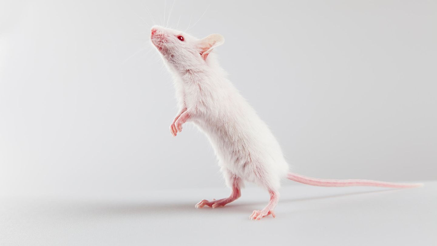 Stiftung Warentest über Kosmetik-Werbeversprechen: "Ohne Tierversuche"