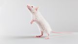 Stiftung Warentest über Kosmetik-Werbeversprechen: "Ohne Tierversuche"