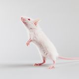 Stiftung Warentest über Kosmetik-Werbeversprechen: "Ohne Tierversuche"