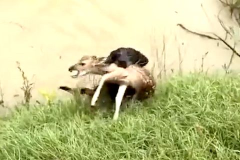 Herzerwärmendes Tiervideo: Hund rettet Rehkitz in letzter Sekunde vor dem Ertrinken