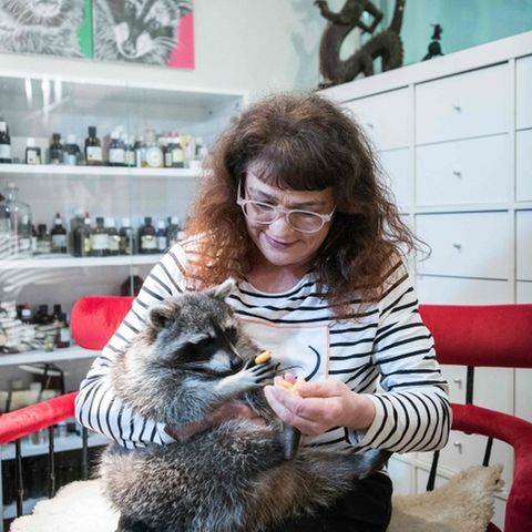 Tierärztin Mathilde Laininger füttert Waschbär Fritzi