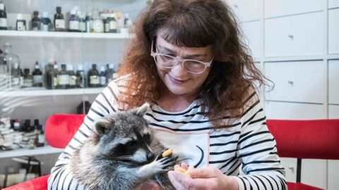 Tierärztin Mathilde Laininger füttert Waschbär Fritzi