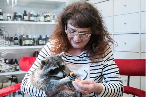 Tierärztin Mathilde Laininger füttert Waschbär Fritzi