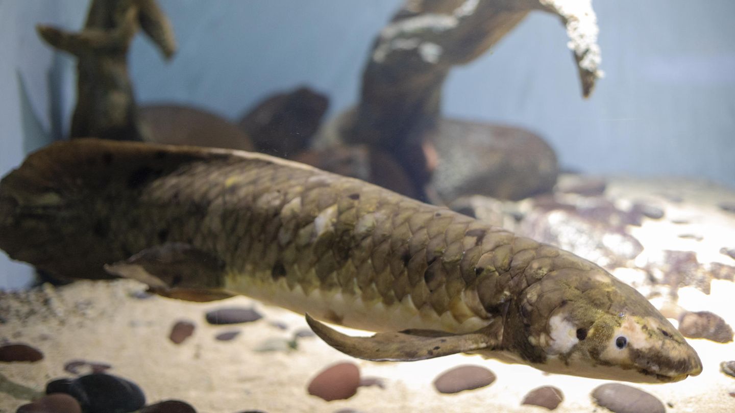 Der Lungenfisch Methusalem