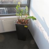 Einsame Büropflanze sucht neuen Besitzer