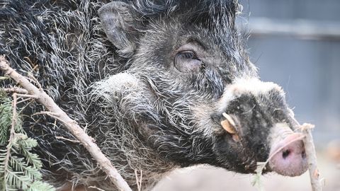 Pustelschwein Cebu rüsselt an einem Weihnachtsbau herum