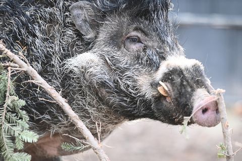 Pustelschwein Cebu rüsselt an einem Weihnachtsbau herum