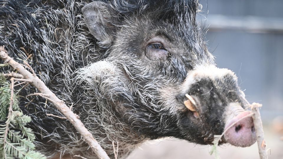Pustelschwein Cebu rüsselt an einem Weihnachtsbau herum