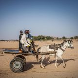 Ein weißes Pferd zieht einen hölzernen Einspänner, auf dessen Ladefläche drei schwarze Jungen stehen