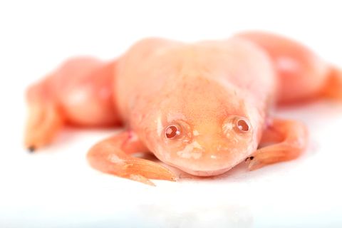 Ein Afrikanischer Krallenfrosch