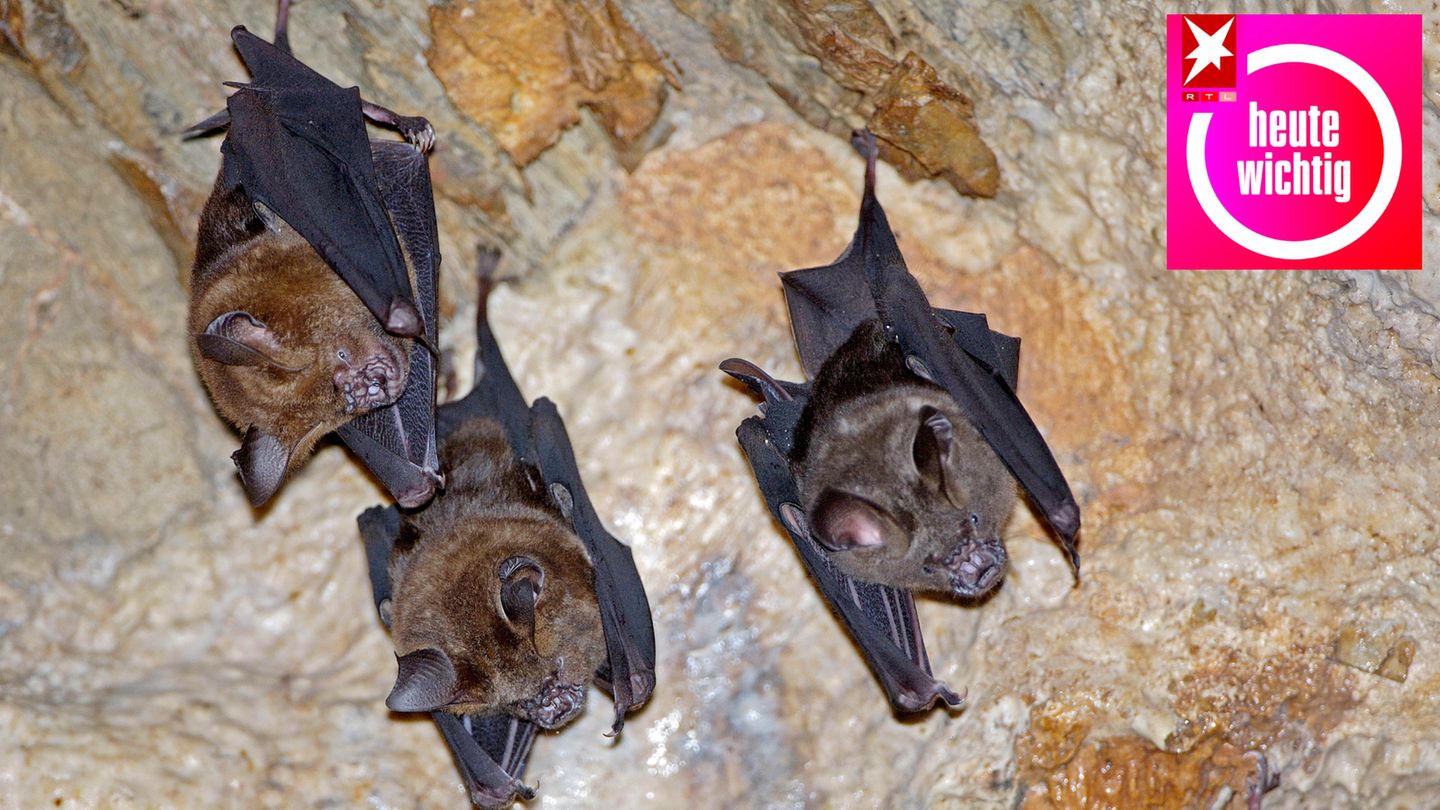Fledermäuse in einer Höhle in Thailand: Krankheitsübertragungen vom Tier auf den Menschen wird es auch in Zukunft geben